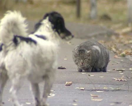 Meet the enemy Stock Footage 8970678