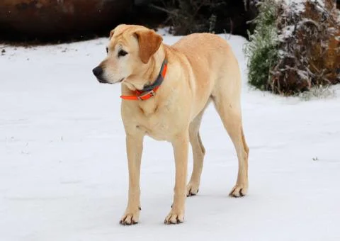 Meet Izzy 写真素材