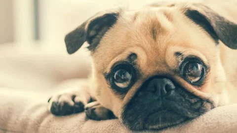 Meet My Pet Slideshow Stock After Effects