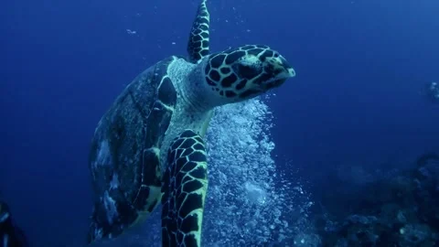 Meet the turtle on the deep sea Stock Footage 280696797