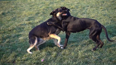 Meeting and active playing of two dogs in slow motion Stock Footage 115502650
