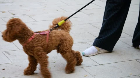 Meeting and getting to know two poodles on the street. Video stock 284249267