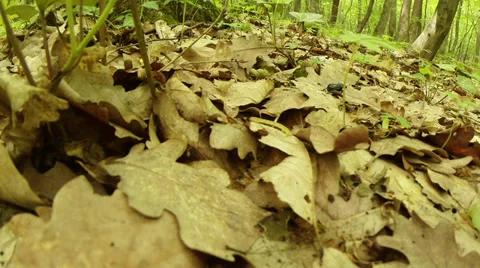 The meeting of the black beetle and crawling worm fallen leaves of oak Stock Footage 37534770