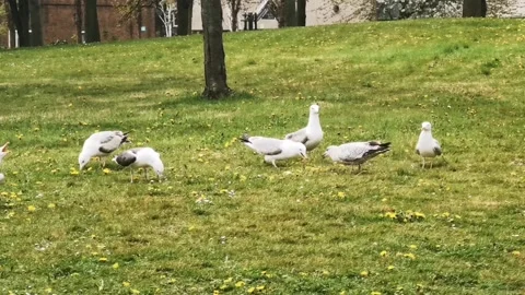 Meeting of seagulls Stock Footage