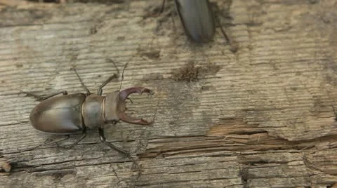 Meeting of two beetles 스톡 동영상 10925705