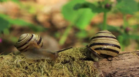 Meeting of two snails. Close up. Time lapse Stock Footage 23266177