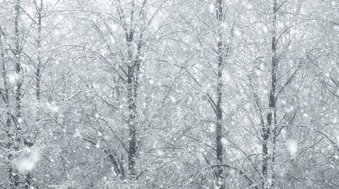 Mega extra big global snowfall loop tree winter forest Stock Footage 48992961