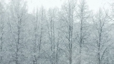 Mega extra big global snowfall loop tree winter forest Stock Footage 48995030