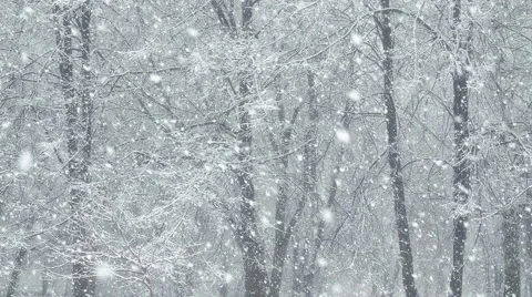 Mega extra big global snowfall loop tree winter forest Stock Footage
