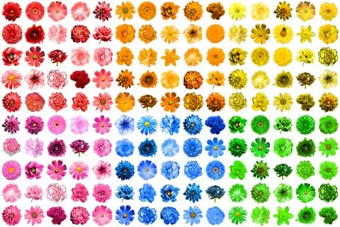 Mega pack of 150 in 1 natural and surreal blue, yellow, red, pink, green and  Stock Photos