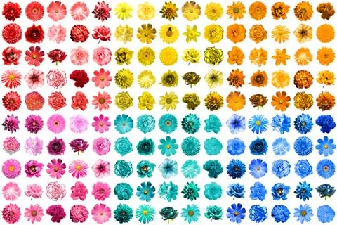 Mega pack of 150 in 1 natural and surreal blue, yellow, red, pink, turquoise  Stock Photos