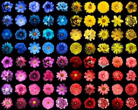 Mega pack of 80 in 1 natural and surreal blue, yellow, red and pink flowers i Stock Photos