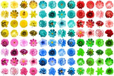 Mega pack of 96 in 1 natural and surreal blue, yellow, red, green, turquoise  Foto stock
