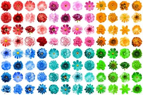 Mega pack of 96 in 1 natural and surreal blue, orange, red, green, turquoise  Foto stock