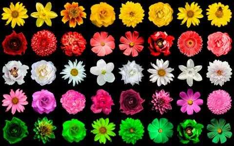 Mega pack collage 40 in 1 of yellow, red, white, rose, green flowers Stock Photos
