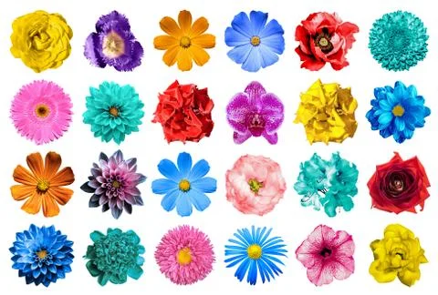 Mega pack of flowers isolated Stock Photos