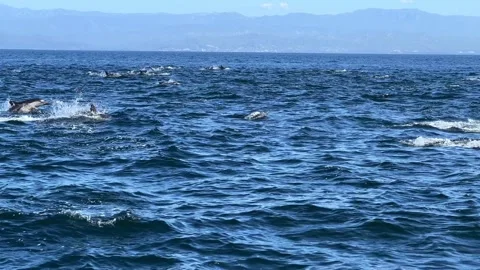 Mega pod of common dolphins swimming and jumping in the Channel Islands Video stock 270079576