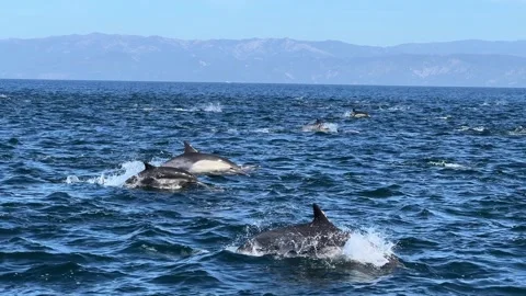 Mega pod of common dolphins swimming and jumping in the Channel Islands Stock Footage 270079658