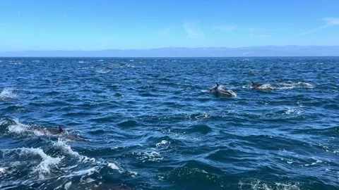Mega pod of common dolphins swimming and jumping in the Channel Islands Stock Footage 270079686