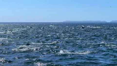 Mega pod of common dolphins swimming and jumping in the Channel Islands Stock Footage 270079779