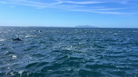 Mega pod of common dolphins swimming and jumping in the Channel Islands Stock Footage 270079809