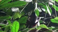 Megabat hanging in palm trees and eating banana HD Footage