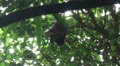 Megabat hanging in palm trees and shaking wings HD Footage
