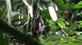 Megabat hanging in palm trees HD Footage