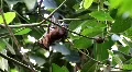 Megabat Old World Fruit Bat stretching wings sunny day HD Footage
