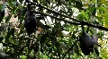 Megabats - Old World Fruit Bats shaking wings HD Footage