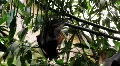 Megabats Old World Fruit Bats hanging out sunny day HD Footage