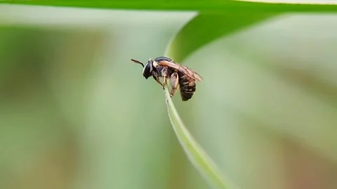 Megachile Bee Resting on Green Leaf Macro FHD Footage Nature Wildlife Stock Footage 318866016