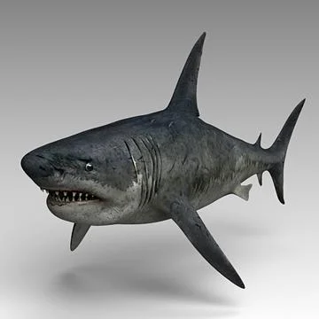 Megalodon ~ 3D Model ~ Download #91028130 | Pond5