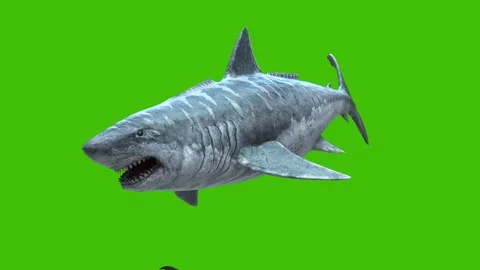Megalodon Attacks the Shark Green Screen 3D Rendering Animation Stock Footage