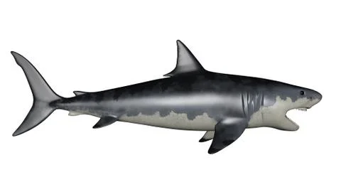 Megalodon dinosaur - 3D render Stock Illustration