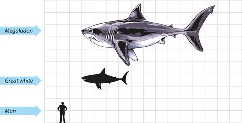 Megalodon Stock Illustration