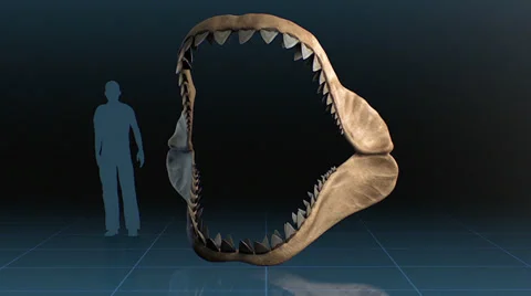 Megalodon jaws with human pictogram compare Stock Footage