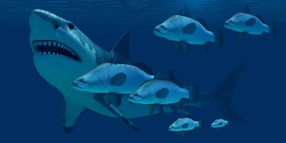 Megalodon shark Stock Illustration