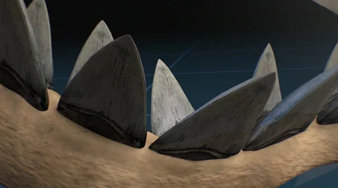 Megalodon Shark Jaws Vidéo 39817381
