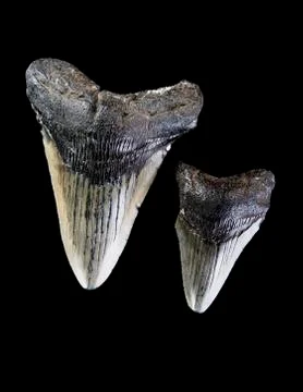 Megalodon Shark Teeth. Stock Photos