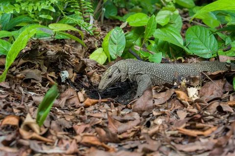 Megalospheniscus lizard moves through leaf litter Stock Photos