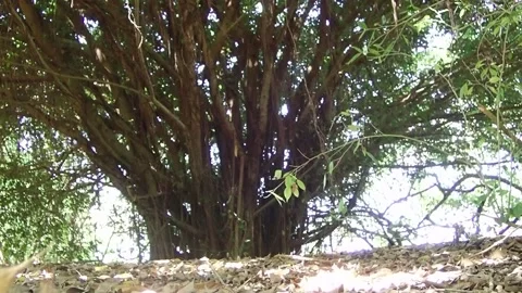 Megapode bird nest tree in Rabaul Papua New Guinea Stock Footage 136180522