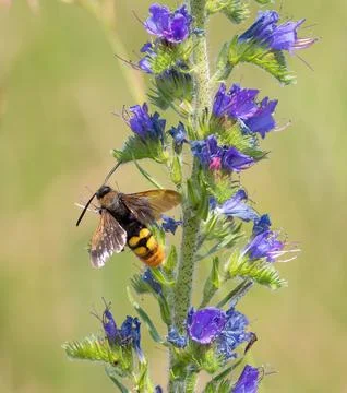 Megascolia maculata. An insect drinks nectar from the flowers of Viper's-bu.. Stock Photos