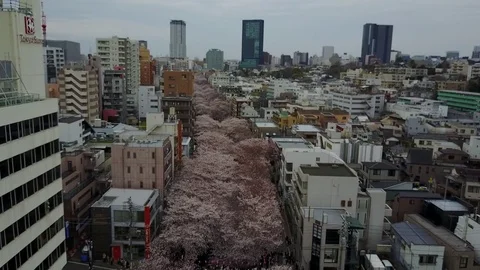Megero Sakura Vidéo 85415118
