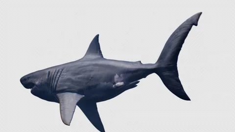 Megolodon Shark Animation on Alpha Vidéo 247287265