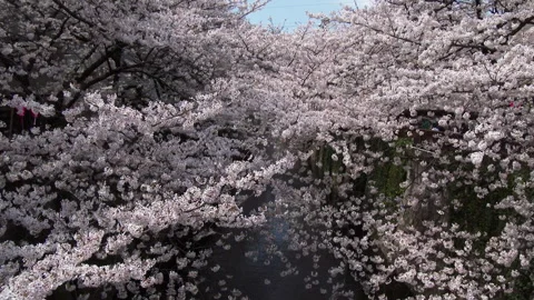 Meguro River and Cherry Blossoms Stock Footage 327656232