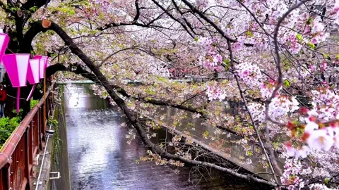 Meguro river cherry blossom 2 Stock-Footage 293156129