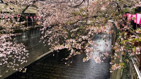Meguro river cherry blossom Stock-Footage 293107438