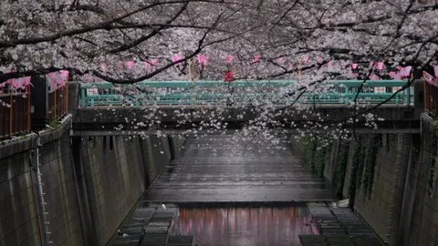 Meguro RIver Cherry Blossoms Stock Footage 105232769