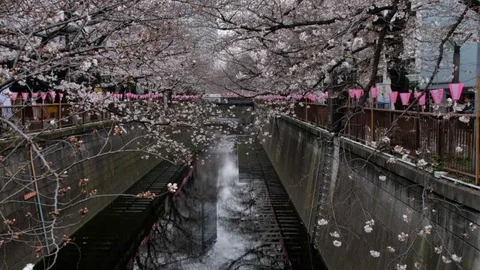 Meguro RIver Cherry Blossoms Stock Footage 105232887
